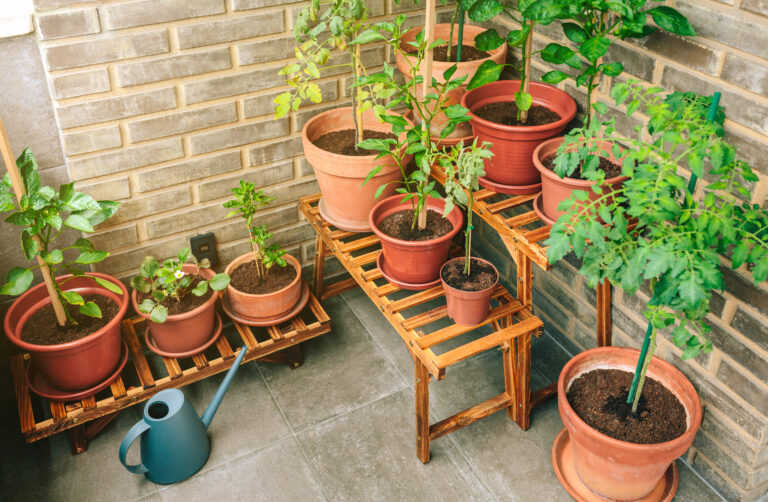 The Ultimate Beginner’s Guide to Growing a Thriving Balcony Garden in Your Apartment